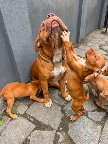 PROMOÇÃO Lindos filhotes de Pit Bull 250$