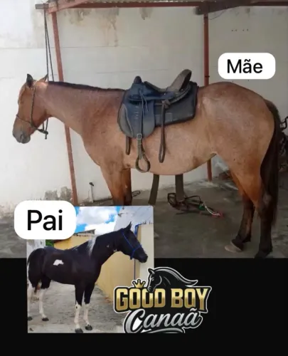 Potros disponíveis 