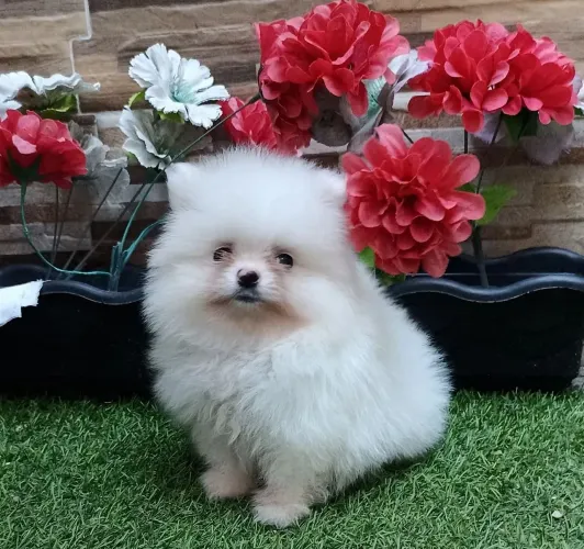 Spitz alemão O pet certo para trazer mais amor à sua rotina
