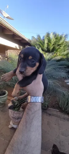 Cachorro Basset, Cofap