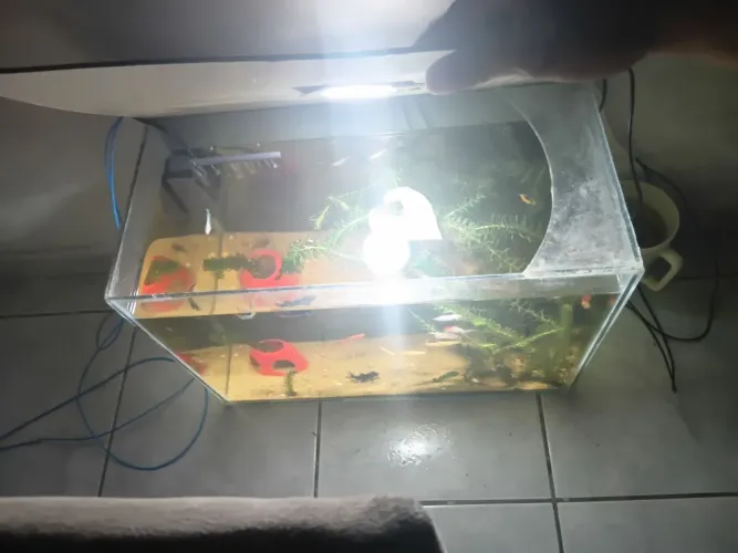 Aquario