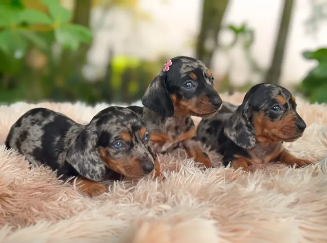 Dachshund / Linguicinha / Salsicha  - Filhotes Arlequins