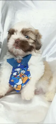Shitzu 
