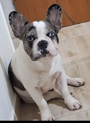 Buldogue cruza 