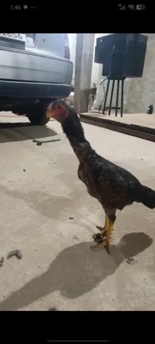 Casal índio bico curto