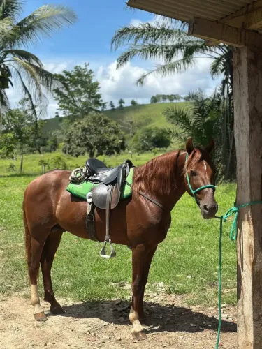 Tenho cavalos e éguas registradas e sem registro a venda