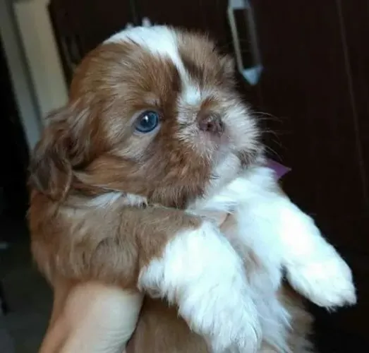 Shihtzu fêmea fígado .