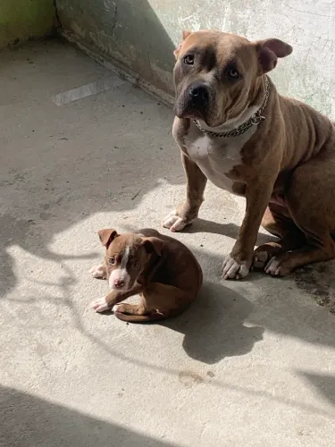 Vendo filhote de pitbull com american bully