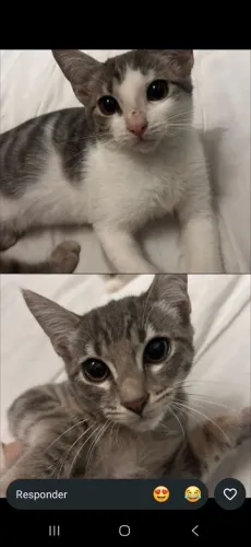 Gatinhos pra adoção 