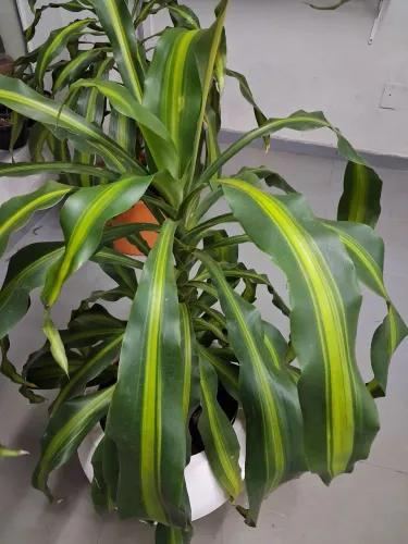 Planta dracena variegata