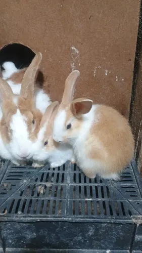 Coelhos filhotes e adultos, dóceis saudáveis excelente para pet ou criação 