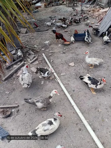 Oportunidade vendendo patos