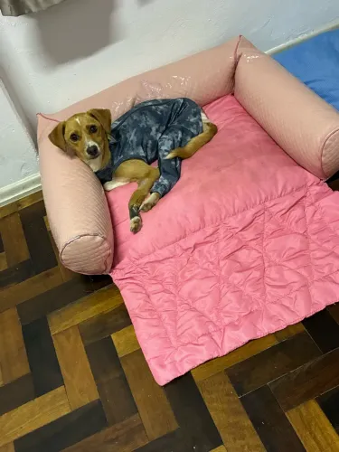 Doação fêmea porte P