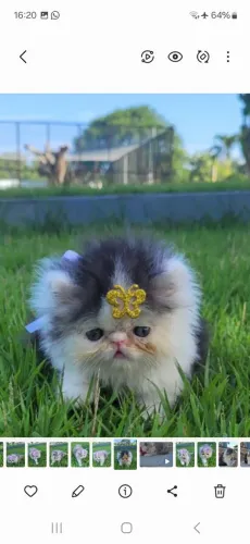 Vendo lindos filhotes de gatos persa show legítimos