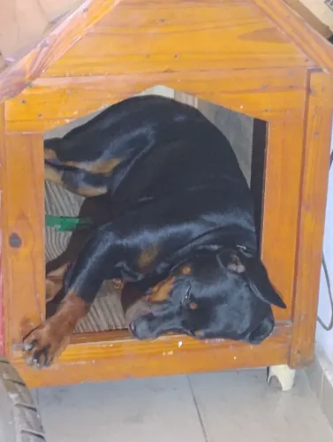 Rottweiler praticamente doando