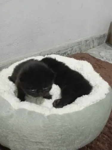 Filhotes de gato persa