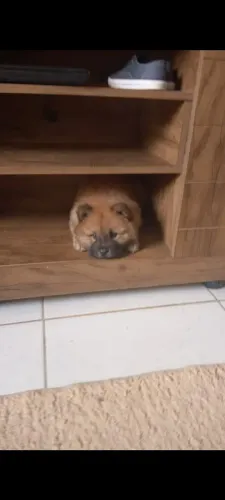 Filhotes  de chow chow 