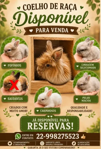Filhotes de coelho da raça Lionhead (Cabeça de Leão). ?
