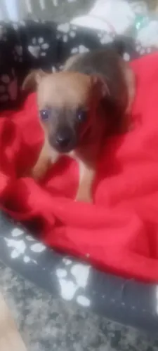 Animais de estimação