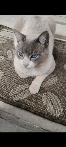 Gato Siamês para Doação