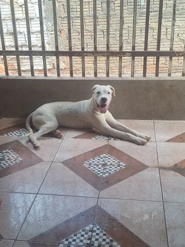 Dogo Argentino Macho