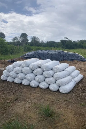 Silagem pra gado