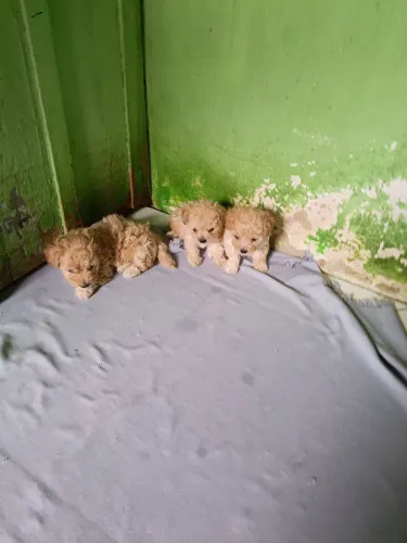Vende se filhotes. de poodle toy com nomero 01 