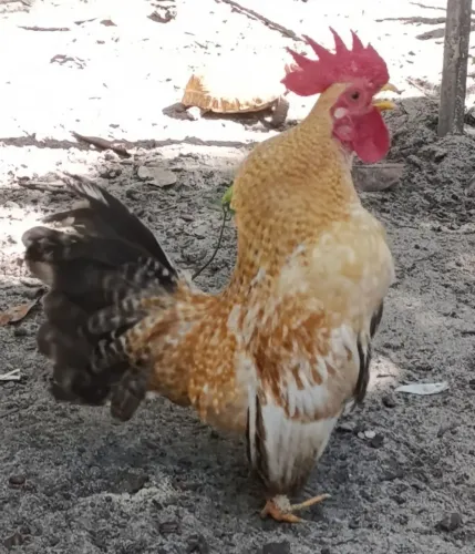 Galos