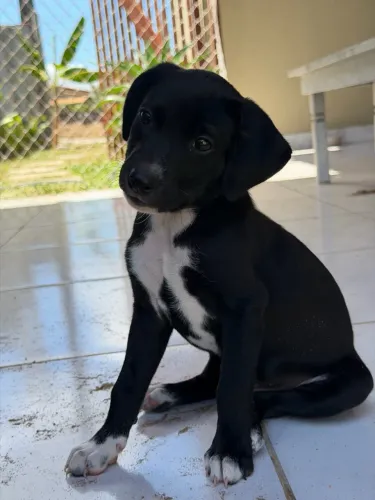 Cachorrinho para adoção 