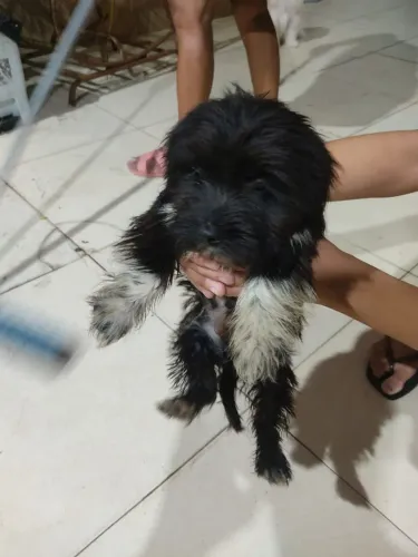 2 cachorros machos poodle com Marques 