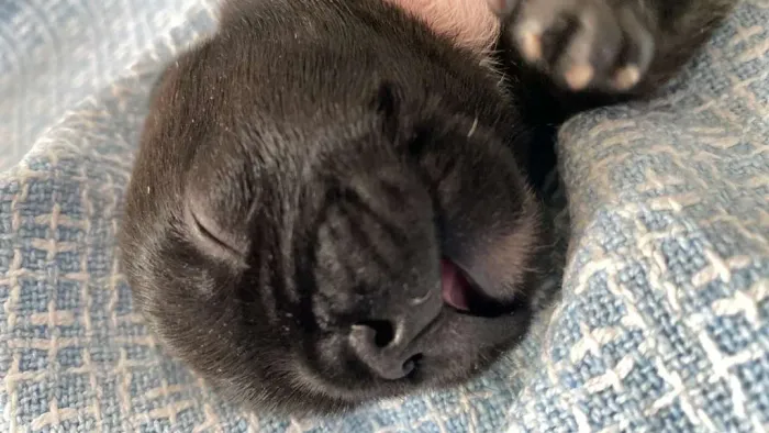 Buldogue Francês!!!