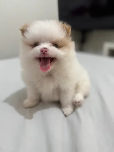Lulu da pomerania particolor