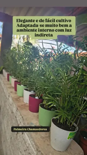 Plantas