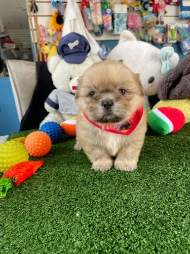 Shih tzu macho dourado $1.100,00