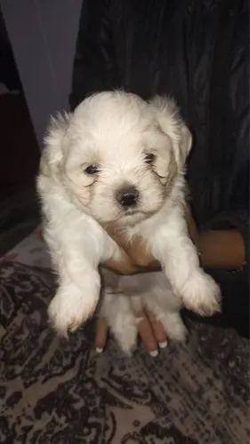 Vendo filhote de shih tzu 45 dias já estão comendo ração macho o branco e a preta a fêmea
