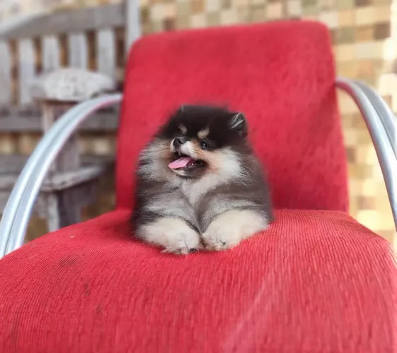 Macho de Lulu da Pomerânia anão de excelente procedência