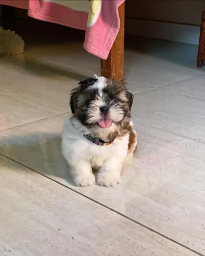 Shih Tzu Mini