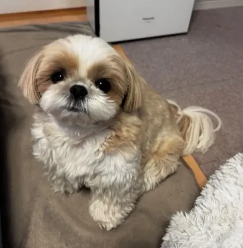 Filhote shih tzu, Os filhotinhos mais fofos e brincalhões esperam por você!