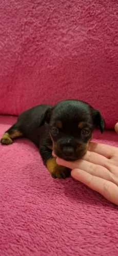Filhote Pinscher puro c/pais no local
