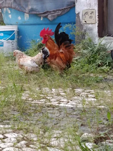 Lindo galo Galizé 