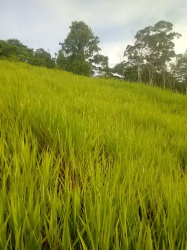 Vendo 632 hectares 650.000,00 tel. *