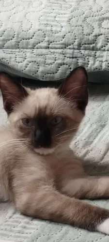 Doando Gata Siamês