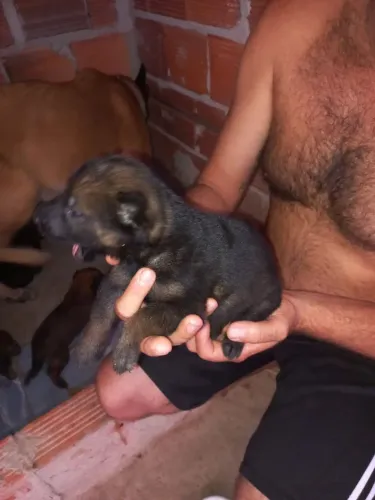 Filhote pastor malinoar