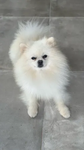 Spitz macho disponível para cruzar 