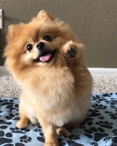 Filhote Spitz Alemão, Uma amizade verdadeira começa com um filhotinho!