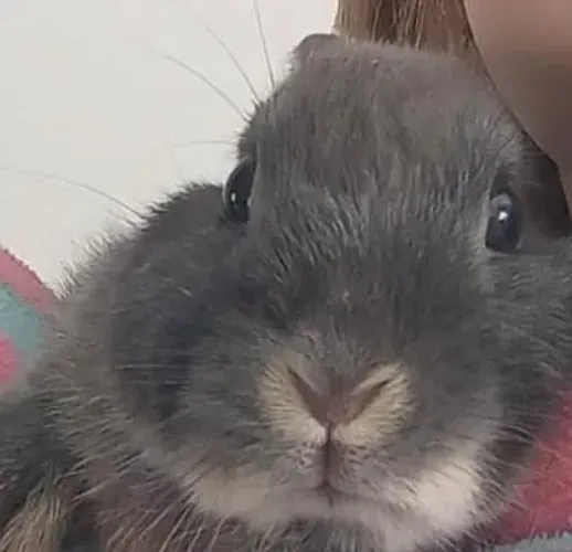 Mini coelho