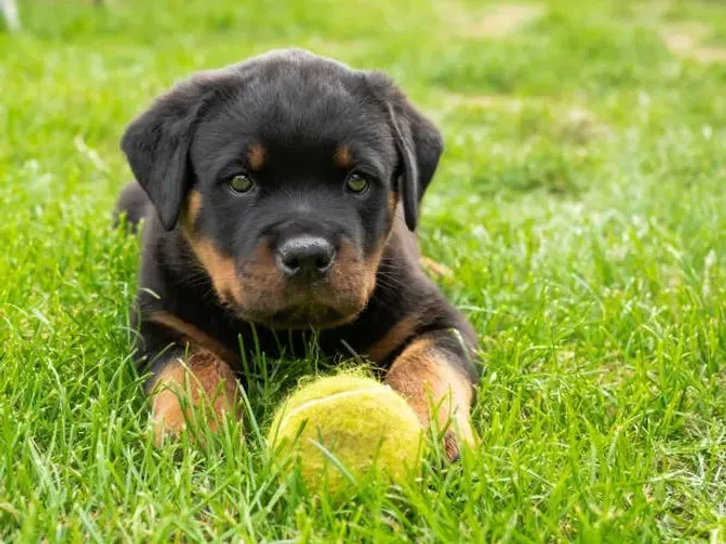 Rottweiler Muito Forte ?