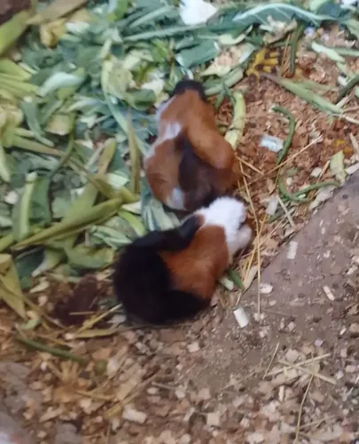 Porquinho da Índia  75.