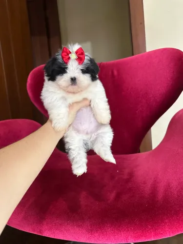 Shih tzu femea mini legítima 
