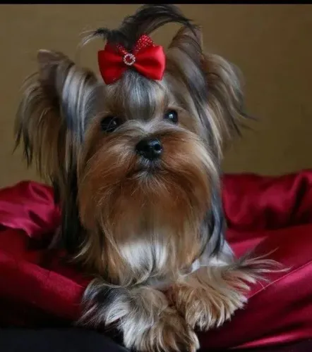 Filhote Yorkshire Terrier laços vermelhos
